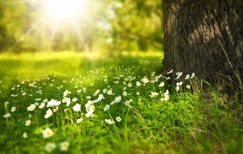 Flowers in the meadow