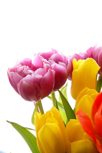 Tulipanes coloridos aislados