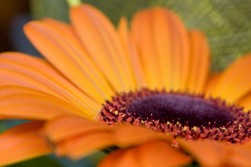 Photo macro daisy orange