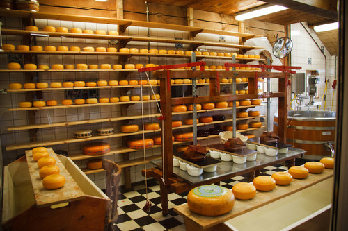 Peynir fabrikası
