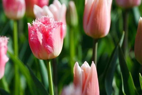 Cerca de tulipanes rosa