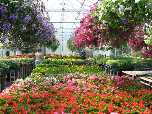 Produzione di crescita di fiori