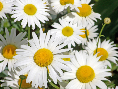 Garden daisies on sunlight