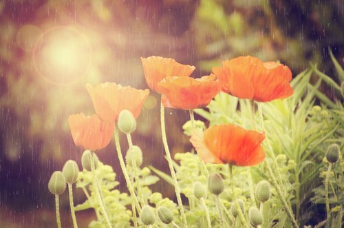 Poppies on rain with sunlight