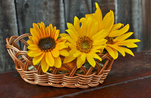 Sunflowers in a basket
