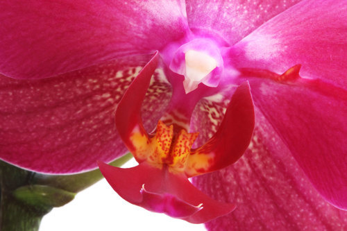 Orchidée rose en gros plan