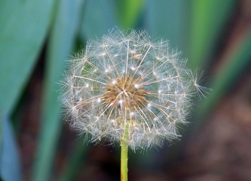 Dandelion seeds close up