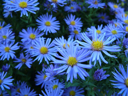 Fioritura dei fiori blu