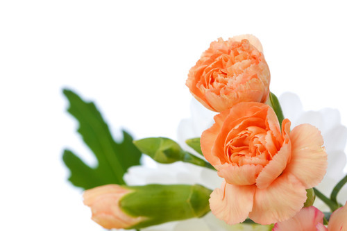 Orange carnations isolated