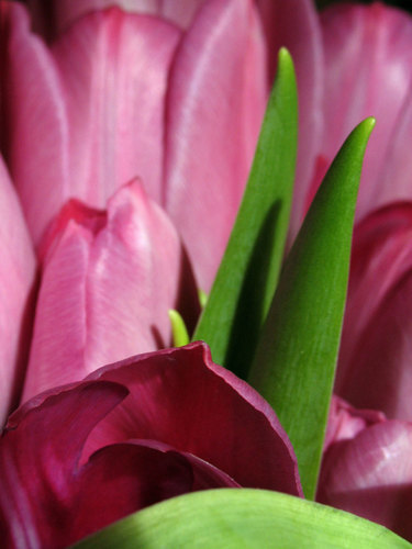 Photo macro extrême de tulipes