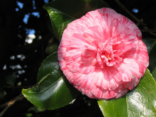 Camelia rosada en un día soleado