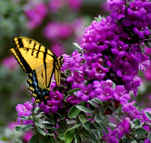 Stojící motýl na květině