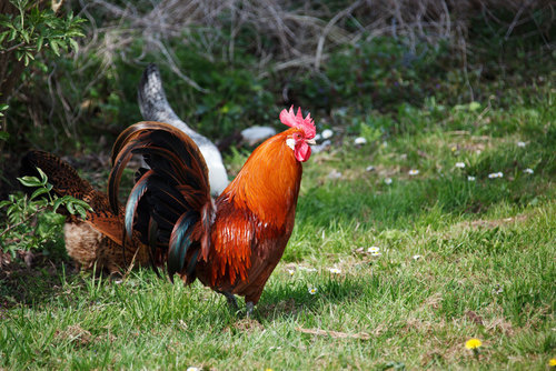 Rooster in spring floral meadow