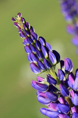 Purple lupin close up