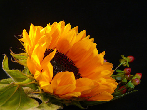 Sunflower arrangement macro photo