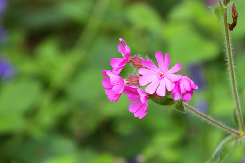 Lesní květina v růžové barvě