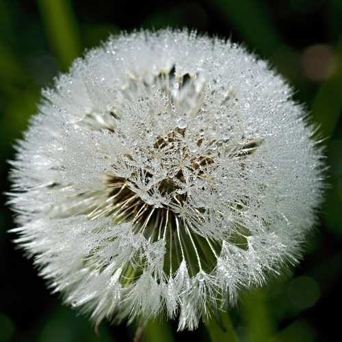 Frozen dandelion close up