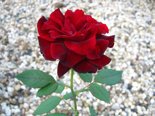 Trandafir rosu pe tulpină