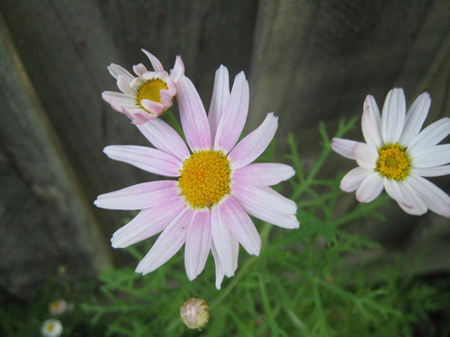 Rosa prästkragar i naturen