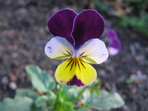 Fiore viola del pensiero