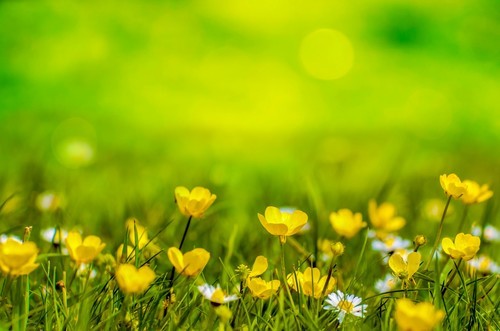 Spring meadow close up