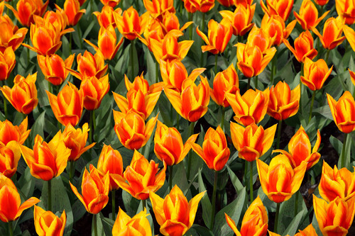 Žlutá červené tulipány v zahradě