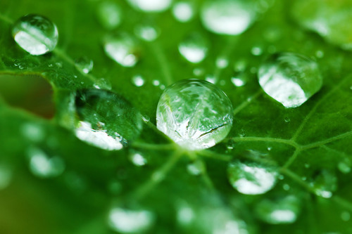 Dew On A Leaf