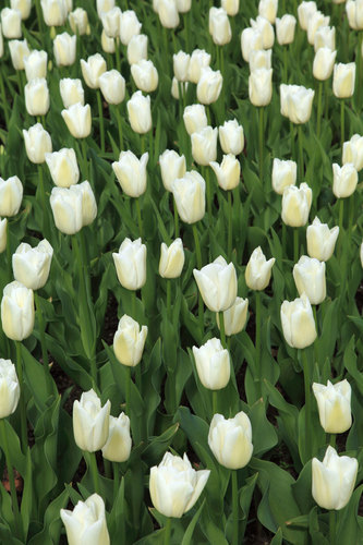 Bílé tulipány v poli