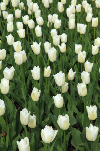 Witte tulpen in veld