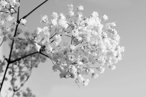 Svart och vitt blommor