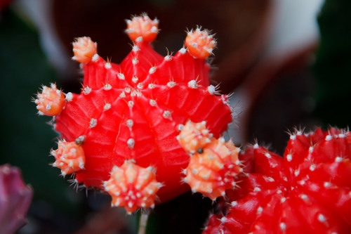 Červený kaktus makro fotografie