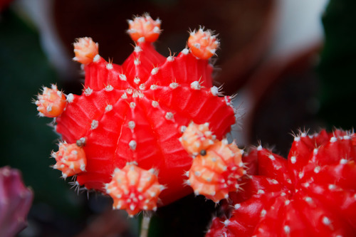 Foto de macro cacto vermelho