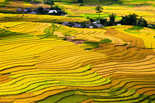 Pirinç Teras alanları