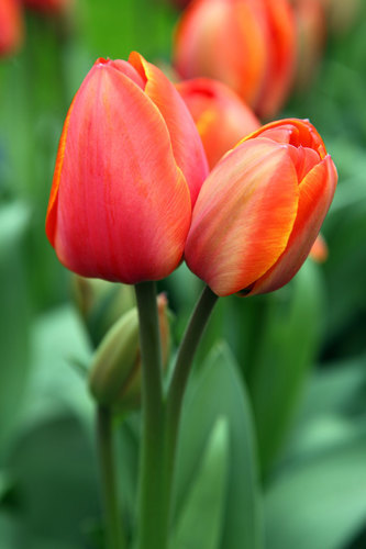 Fleurs de belle tulipe