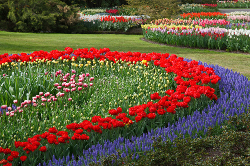 Jardín de flores en primavera