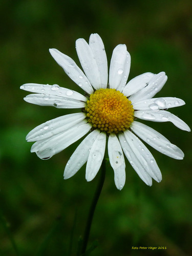 Daisy blomman