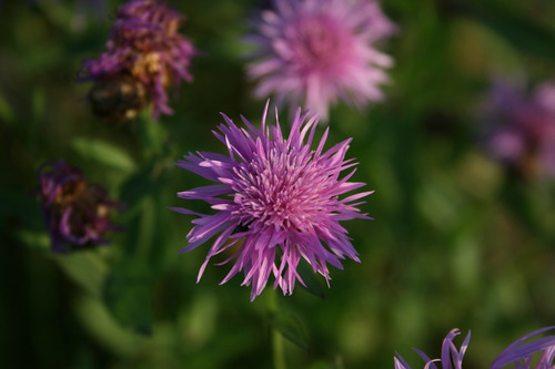 Purple cornflower close up