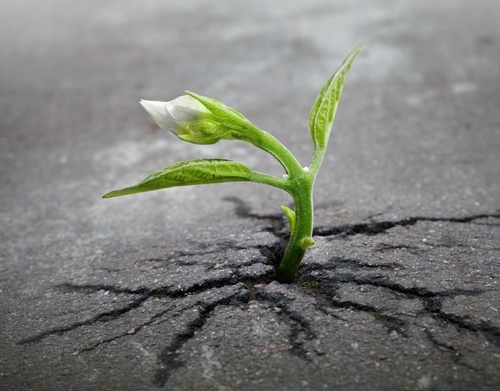 A plant in asphalt