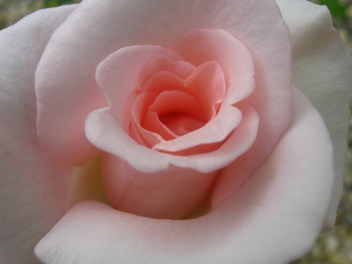 Photo macro rose rose tendre