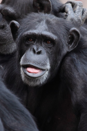 Macaco com cara engraçada