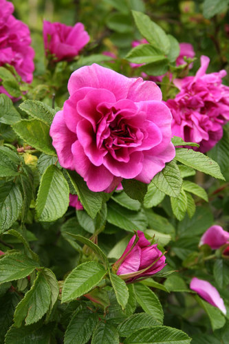 Рожеві троянди в саду