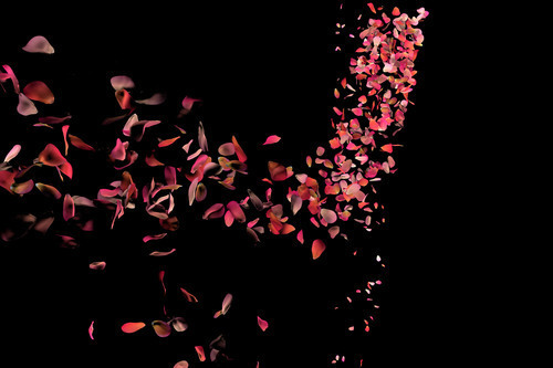 Petali di rosa che cade sul pavimento