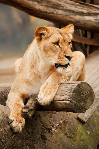 Female lion resting