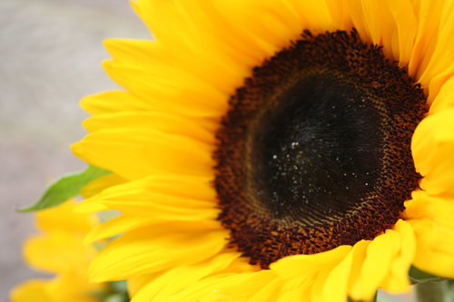 Sunflower bloom macro photo