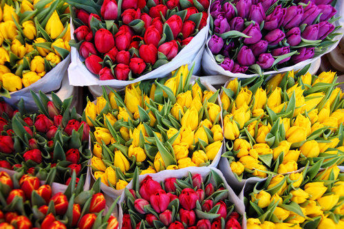 Ramalhetes de tulipa