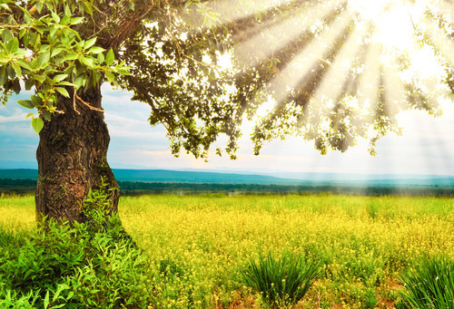 El sol los rayos a través de árboles de hojas