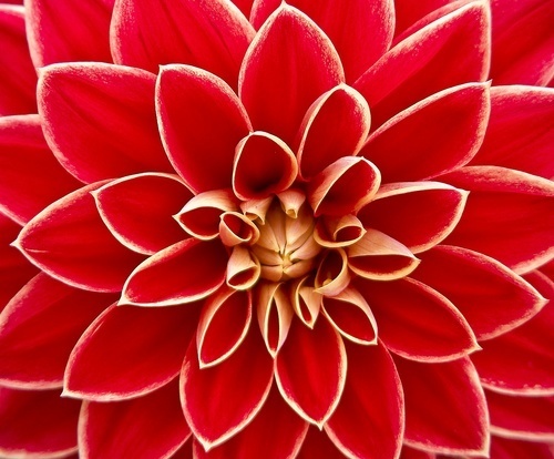 Dahlia rouge en vue de près