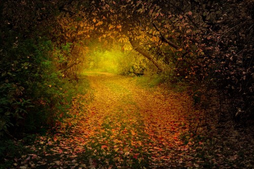 Осенний лес путь