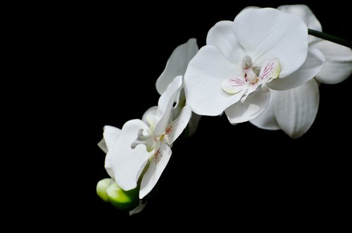 Orchidée avec fond sombre