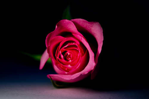 Imagem de close-up rosa vermelha